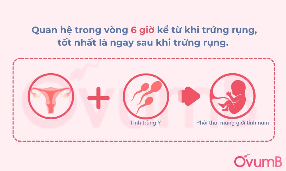 Bố mẹ nên quan hệ sau thời điểm trứng rụng khoảng 6 tiếng để sinh con trai