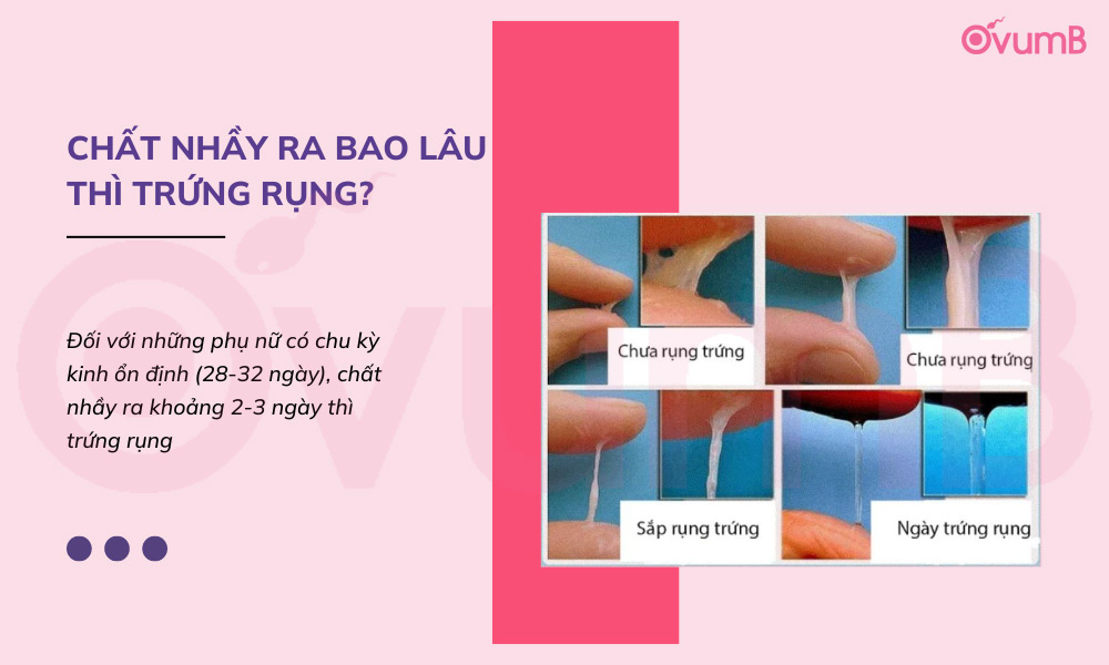 Chất nhầy ra bao lâu thì trứng rụng