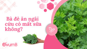 Bà đẻ ăn ngải cứu có mất sữa không