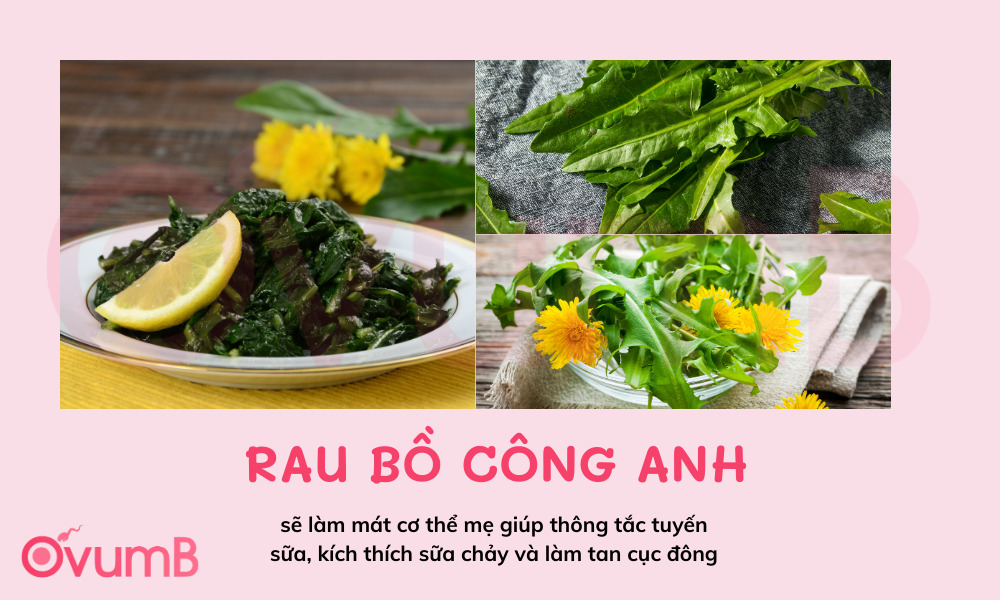 Rau bồ công anh giúp thông tuyến sữa