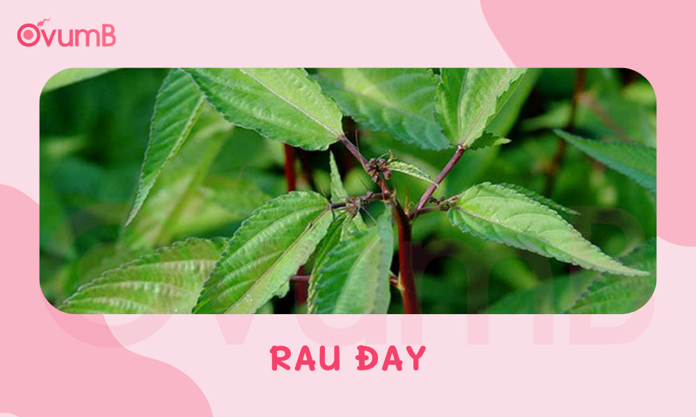 Rau đay là một loại rau lợi sữa